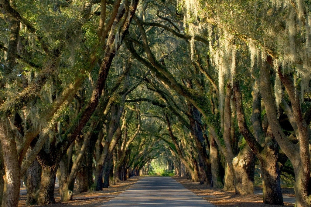 7 Things to do in Bluffton, SC This Summer - Charter One Realty